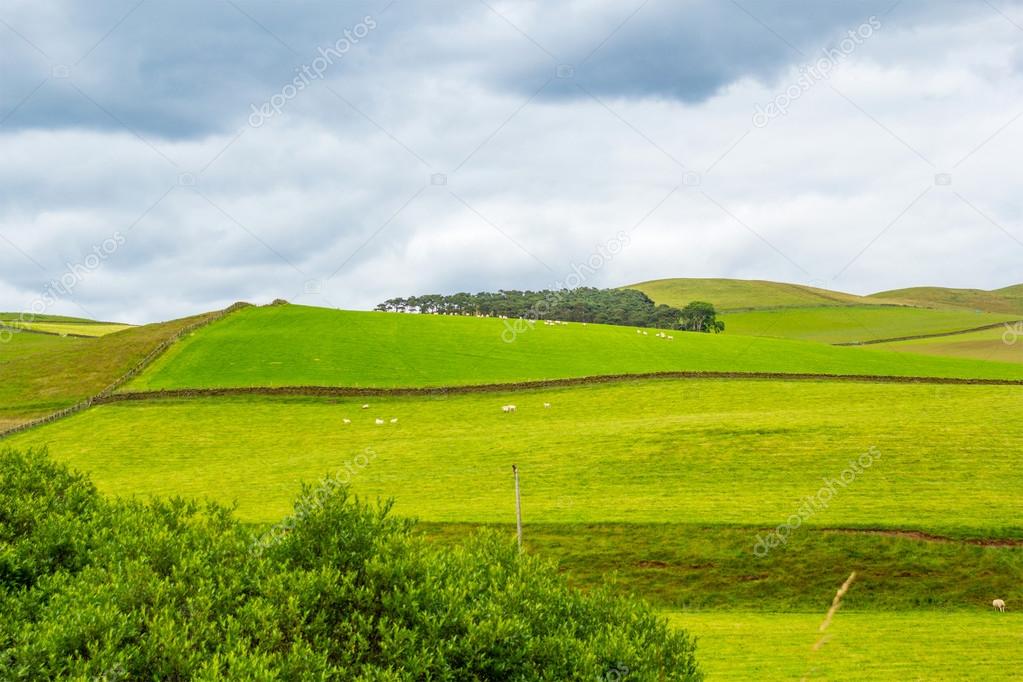 Yorkshire Dales, landscape in Summer, England, United Kingdom