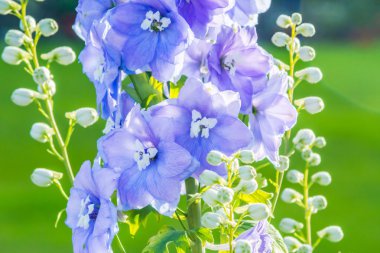 Delphinium 'Sonra gece yarısı', yakın çekim tek bir kök üzerinde bol mavi çiçek
