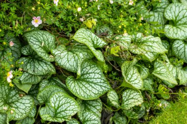 Yeşil çiçek borded eski Bristish bahçe duvarlı