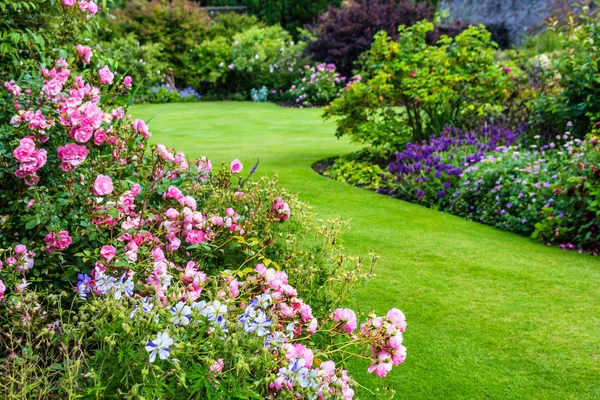 Mooie licht roze rozentuin — Stockfoto