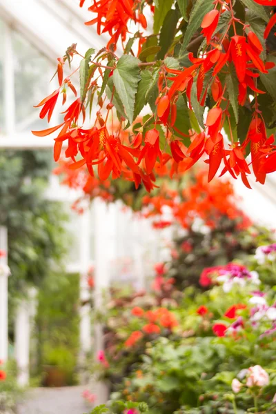 赤いベゴニアの花クローズ アップ — ストック写真