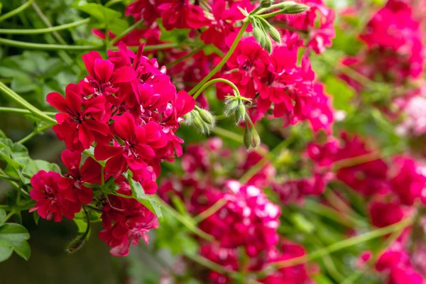 Pélargonium rouge traînant de près — Photo