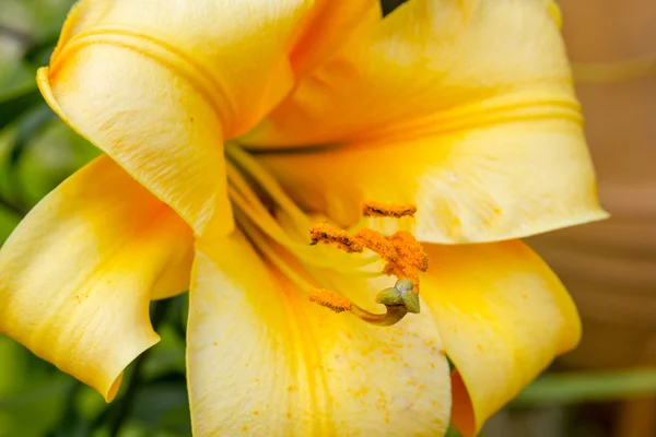Orange lilly close up in the garden — Stock Photo, Image