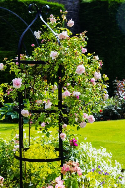 Bella rosa chiaro giardino di rose — Foto Stock