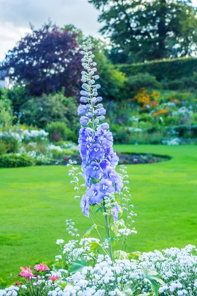 Delphinium 'Sonra gece yarısı', yakın çekim tek bir kök üzerinde bol mavi çiçek — Stok fotoğraf