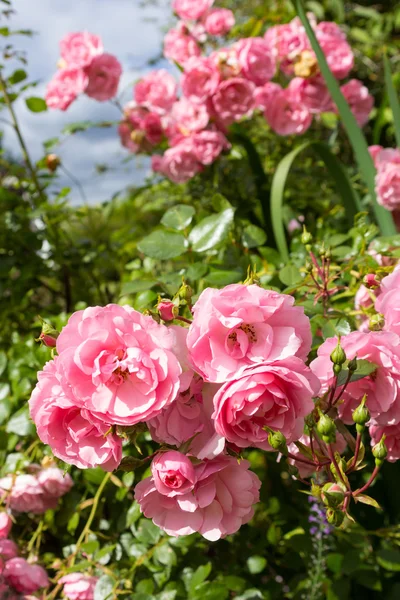 Bella rosa chiaro giardino di rose — Foto Stock