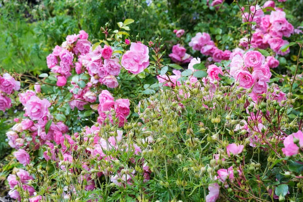 Светло-розовый сад роз — стоковое фото