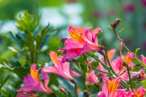 Alstroemeria, Golden Lily-of-the-Incas, Peruvian Lily 'Orange King' — Stock Photo, Image