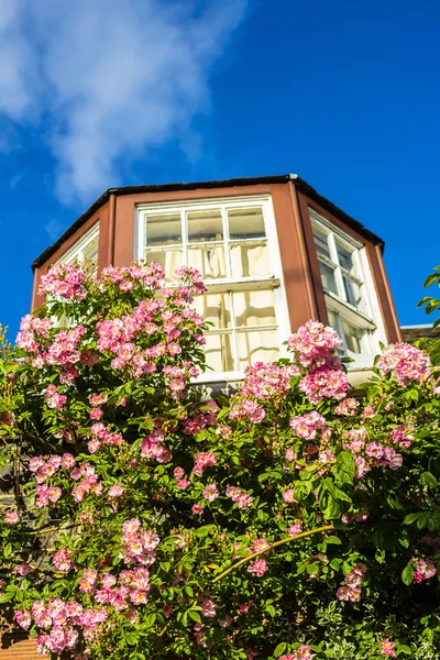 Ein Haus mit rosa Kletterrosen — Stockfoto