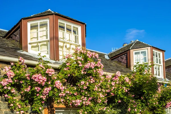 Dům s růžovou Pnoucí růže — Stock fotografie