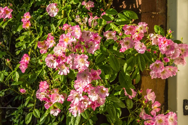 Mooie licht roze rozentuin — Stockfoto