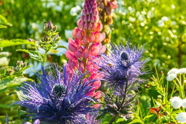 蓝色植物刺 oliverianum 海冬青花，关闭在花园里 — 图库照片