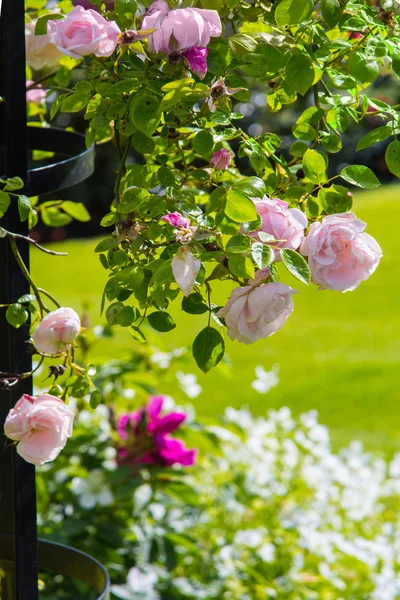 Schöner rosa Rosengarten — Stockfoto