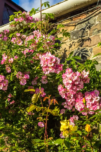 Schöner rosa Rosengarten — Stockfoto