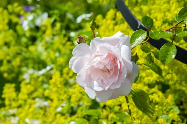 Schöner rosa Rosengarten — Stockfoto