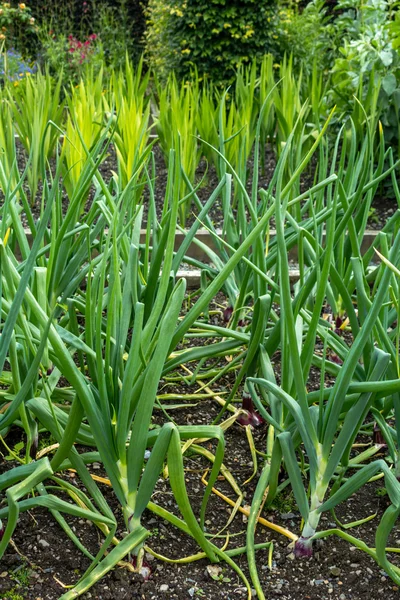 Green onions growing in the garden — Stock Photo, Image