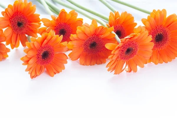 흰색 배열에 오렌지 gerbera 꽃 — 스톡 사진