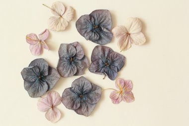 Çiçekli güzel hassas arka plan