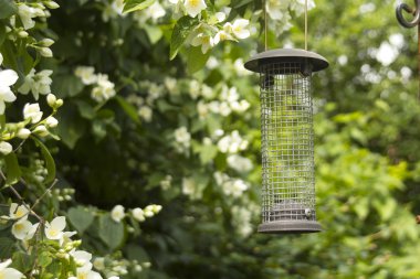 Bahçede güzel Yasemin çiçek