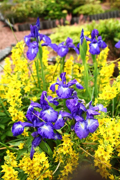 Hermosas flores de iris violeta en el jardín —  Fotos de Stock