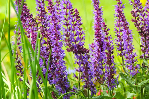 Fresh sage growing in the garden — Stock Photo, Image