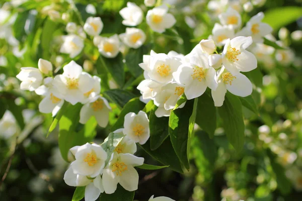 Lindas flores de jasmim no jardim, verão — Fotografia de Stock