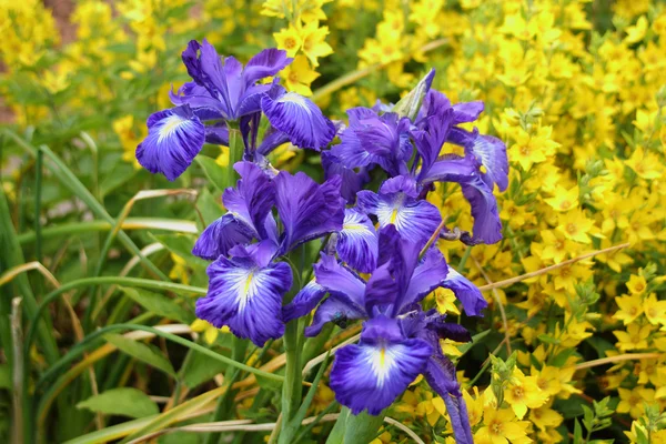 Lindas flores de íris violeta no jardim — Fotografia de Stock