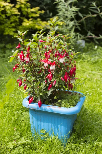 Vackra fuchsia röd blommor växer i trädgården — Stockfoto