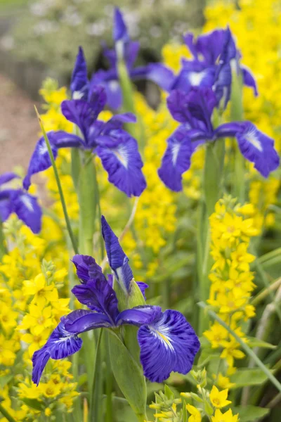 Hermosas flores de iris violeta en el jardín —  Fotos de Stock