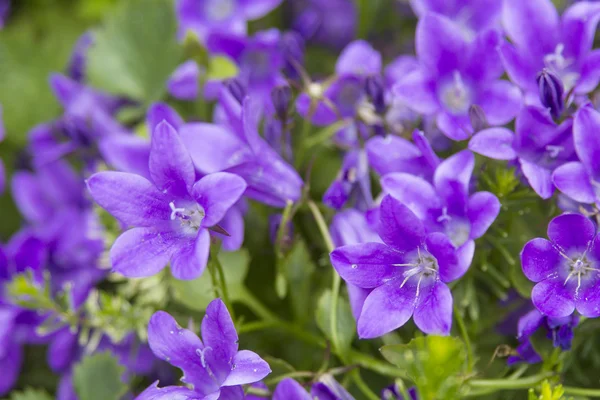 Mooie campanula, altviool bloemen in de tuin — Stockfoto