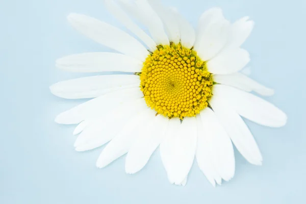 Fundo azul bonito com flor de margarida branca — Fotografia de Stock