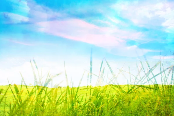 푸른 잔디와 아름 다운 배경 가까이 — 스톡 사진