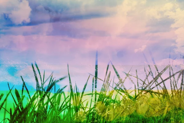 Bellissimo sfondo con erba verde da vicino — Foto Stock