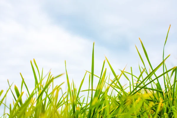 Groene lente gras, close-up met licht blauwe hemel — Stockfoto