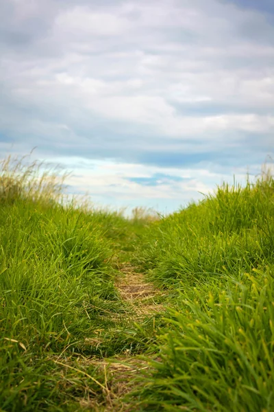 Sommer Hintergrund mit grünem Gras und einem Pfad aus nächster Nähe — Stockfoto