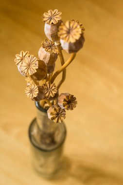 Bir vazo içinde Kuru haşhaş yakın çekim 