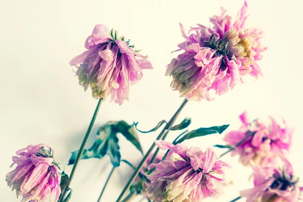 Pink dry flowers close up, floral background — Stock Photo, Image