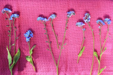 Çiçek kompozisyon unut beni 