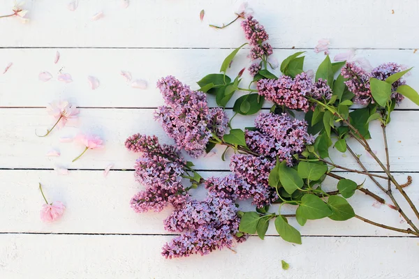 Branches lilas fraîches et romantiques sur fond subtil blanc — Photo