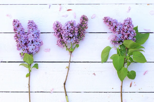 Branches lilas fraîches et romantiques sur fond subtil blanc — Photo