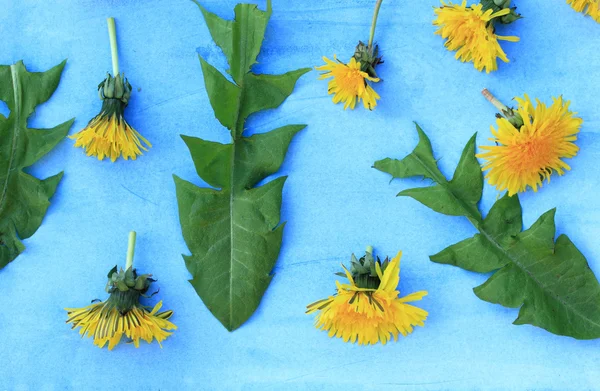 Gula maskrosor och gröna blad på blå bakgrund — Stockfoto