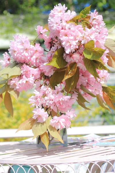 Японская сакура цветет в вазе в саду — стоковое фото