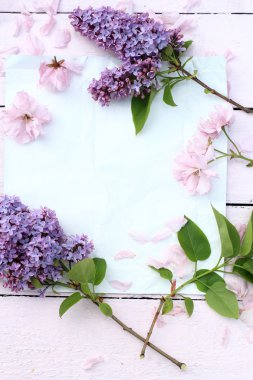 Beyaz ince zemin üzerinde taze, romantik Lila dalları