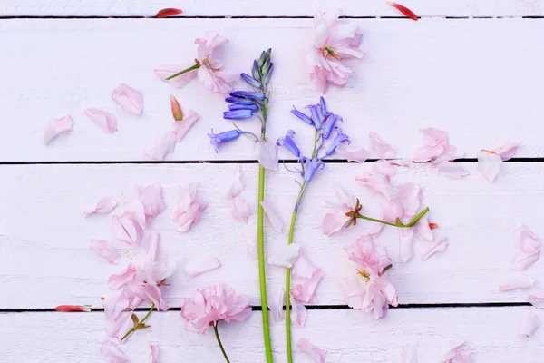 Beau fond floral printanier avec des fleurs de cerisier japonais — Photo