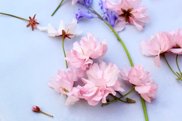 Vacker, romantisk bakgrund med rosa körsbärsblommor och blåklockor — Stockfoto