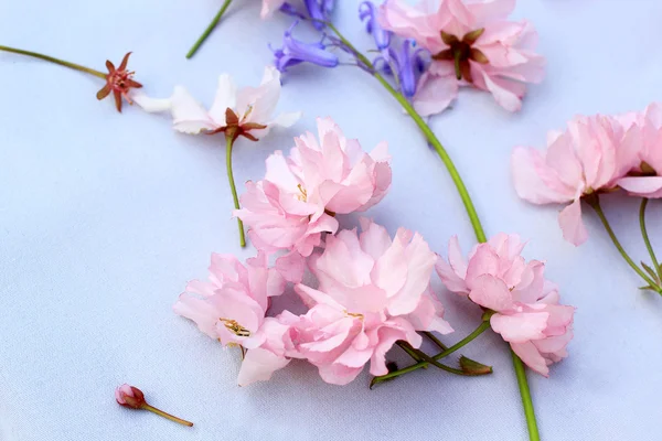 Pembe kiraz çiçeği ve bluebells güzel, romantik arka plan — Stok fotoğraf