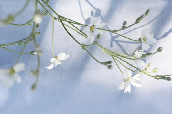 Schöner floraler Hintergrund mit weißen Blüten auf hellblau, ausgewählter Fokus — Stockfoto