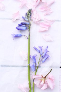 Güzel çiçek arka plan bahar çiçekleri ile 