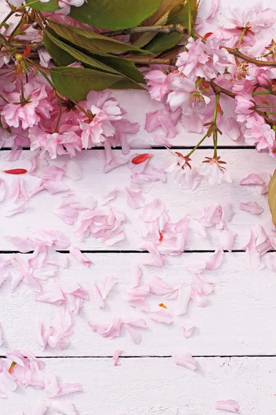 Beau fond floral printanier avec fleurs de cerisier japonais en fleurs — Photo