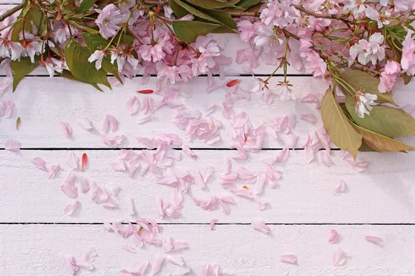 Beau fond floral printanier avec fleurs de cerisier japonais en fleurs — Photo